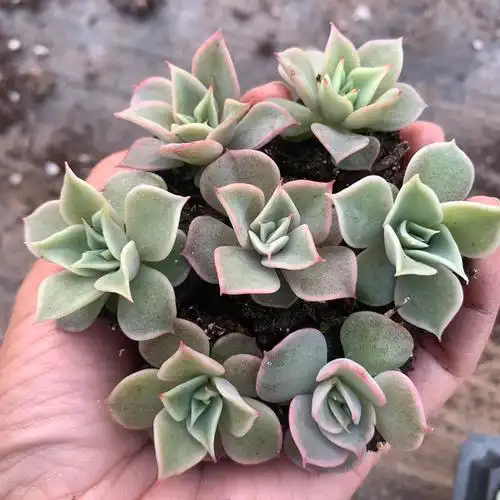 沙漠骆驼多个个体多肉植物杂交精品冠幅23厘米7颗多肉植物