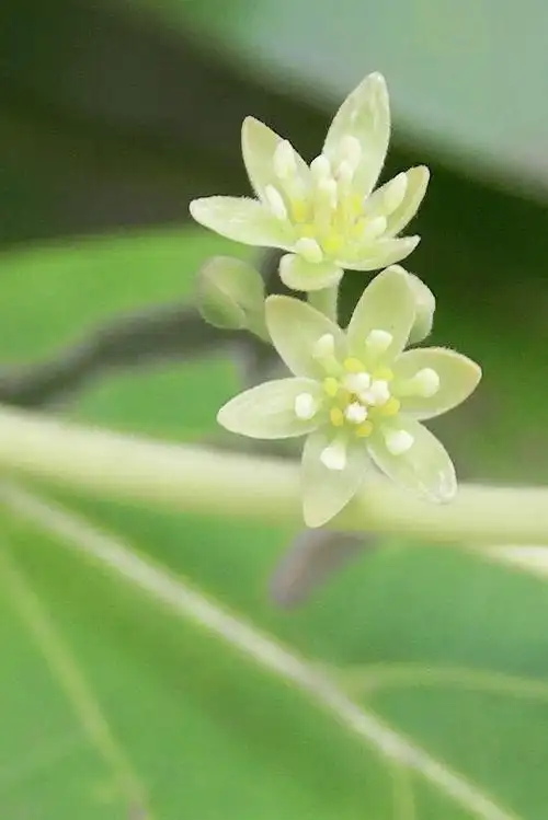 火了一整个夏天的牛油果绿,那么关于牛油果的种植你知道多少呢?