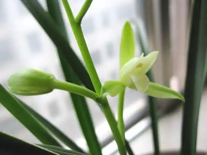 金嘴天香素(美图)-建兰篇-中国兰花交易网社区