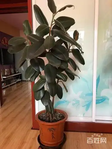 【搞定了!】超低价卖2盆大橡皮树