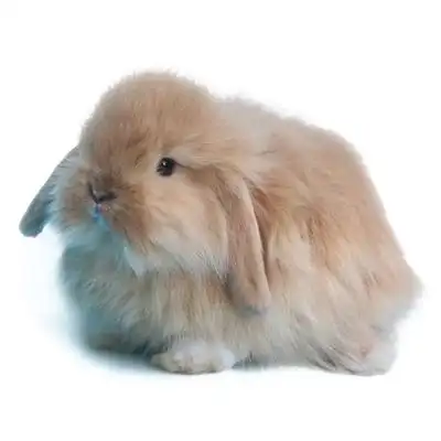 短毛垂耳长毛宠物纯种小型活体迷你不大荷兰宝宝兔