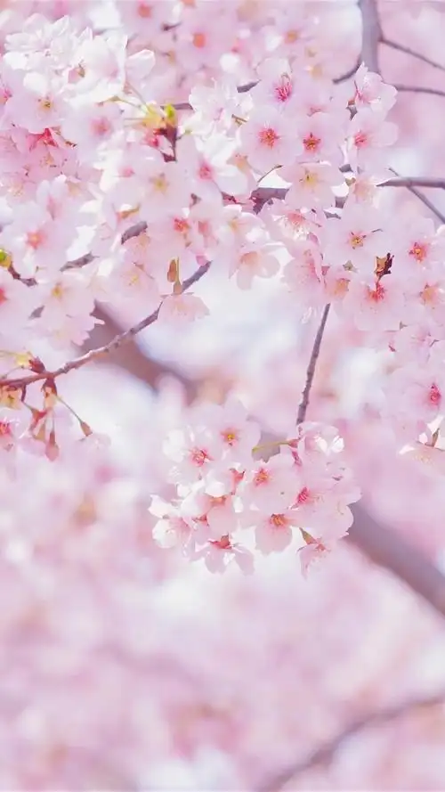 粉色系烂漫樱花