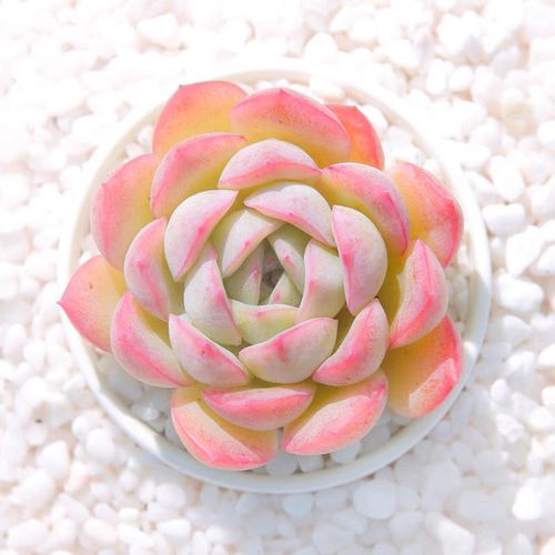 奶油泡芙多肉植物莎莎女王肉肉盆栽新手萌肉绿植稀有室内花卉盆栽