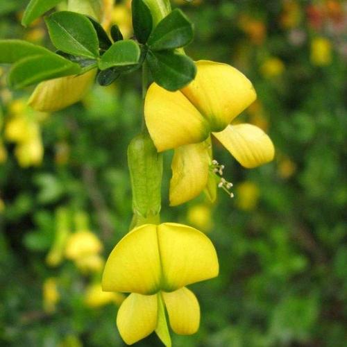 金雀梅花盆栽锦鸡儿金丝雀黄金雀花植物盆景花卉室内室外耐寒观花