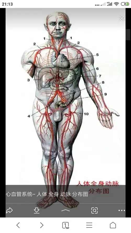 展开全部 看图,红色大血管都是动脉
