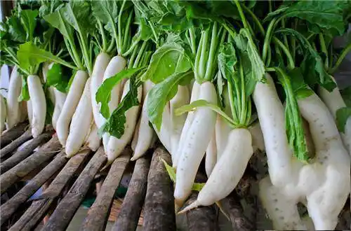 野生山萝卜的功效
