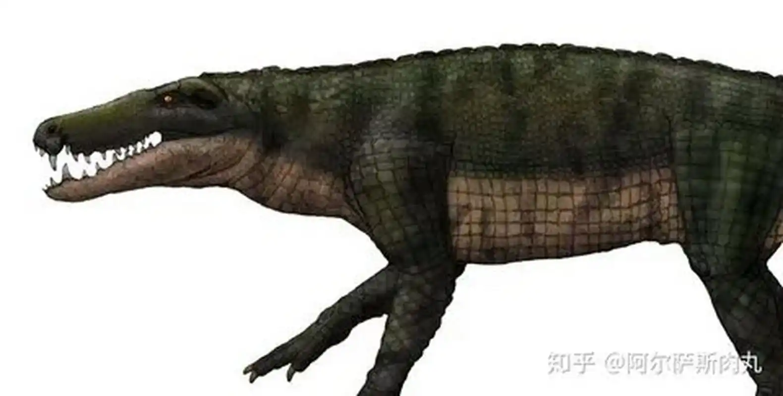 巴里纳斯鳄生存于始新世-到中新世,是鳄形超目的西贝鳄类,体长6~7米