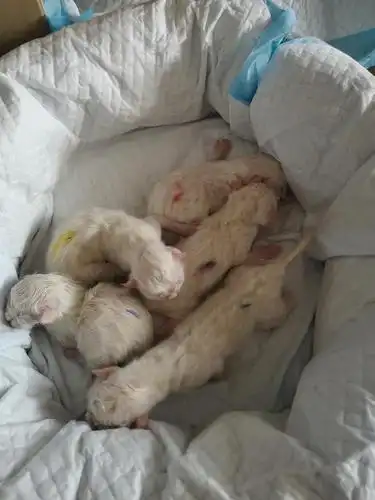 刚出生的小猫咪