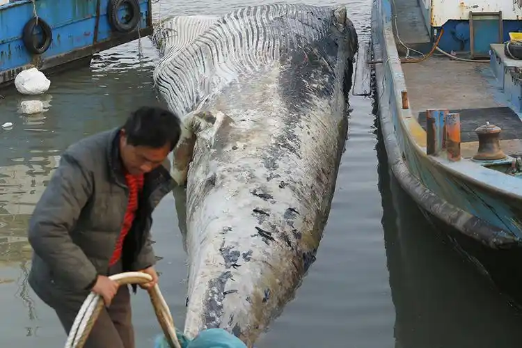 上海附近海域发现20吨死亡鲸鱼 鱼鳍去向不明(组图)