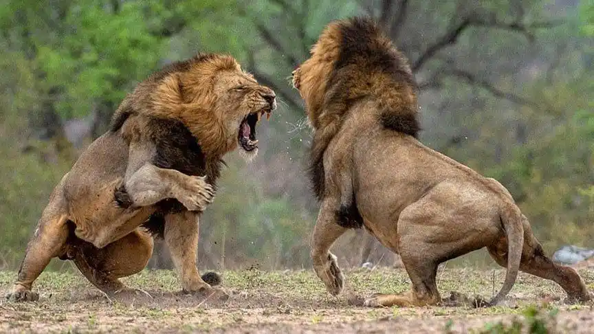 年迈的老狮王遭两头雄狮围攻,为了保留尊严,它的举动让人泪目!