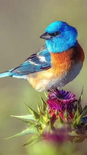 蓝色的羽毛鸟,回头看,花 iphone 壁纸