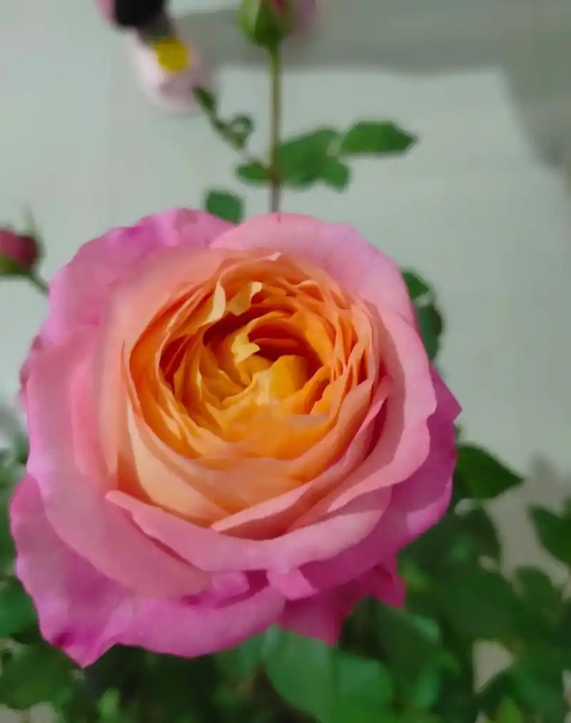 月季花"彩虹阳台",小小一株,花朵超大,色香俱全,多季绽放!