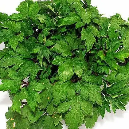 红梗草(菊科植物异叶泽兰的全草)_尚可名片