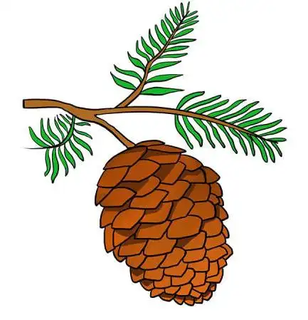 如何画松果简笔画