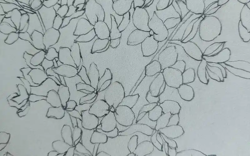 【线描花卉手绘稿】 一束丁香花 线描稿