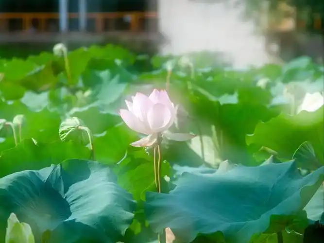 尼康d300其他拍摄教程04——利用多重曝光功能拍摄带有"光晕"的荷花