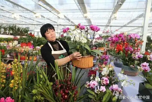 山东日照:春节来临,市民前往花卉市场买花装点节日气氛!