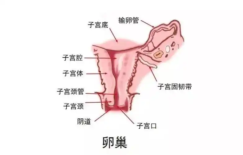 创面修复在宫体收缩的同时,子宫内的血液和部分蜕膜组织形成"恶露"被