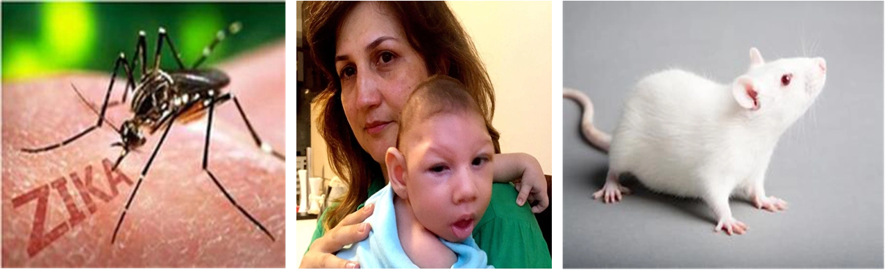 中国科学院遗传与发育生物学研究所:首次证实寨卡病毒与小头畸形关联