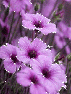 花闪-花瓣网|陪你做生活的设计师 | #gif# #鲜花# 灬铃兰灬采集