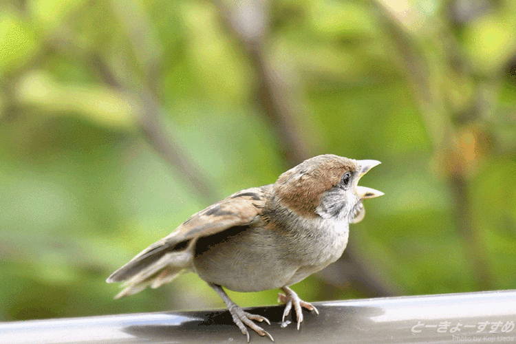 小鸟gif鸣叫gif可爱gif