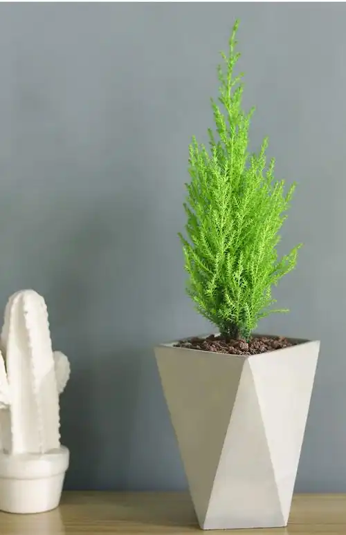 香松盆栽植物室内网红桌面小圣诞树真树四季办公室绿植花卉好养活