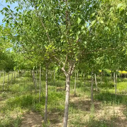 东北桃叶卫矛基地 丝棉木 金叶丝棉木丛生卫矛批发价格