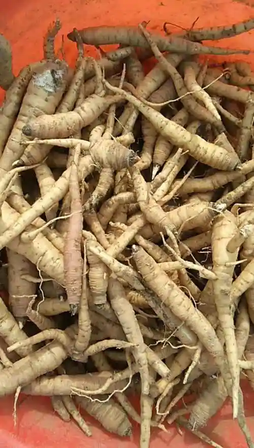 阳参的功效与作用什么是阳参