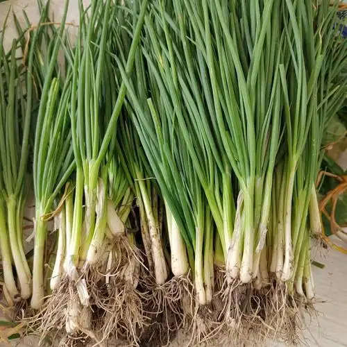 源外 贵州农家自种小葱露天新鲜四季小分葱带根香葱分葱现摘现发 500g