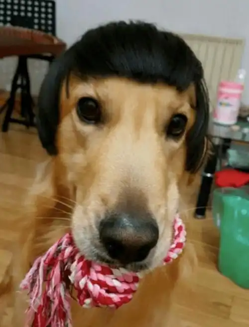 金毛戴上假发神似黄渤网友就挺秃然的