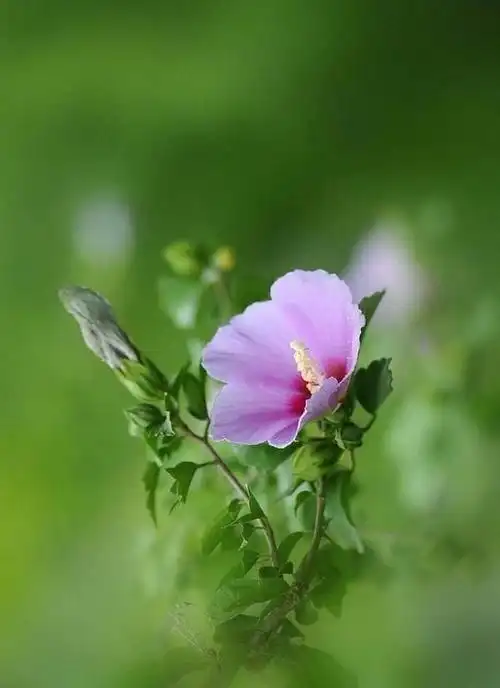 2019最美早安短句,暖心治愈,看了心情美美哒!