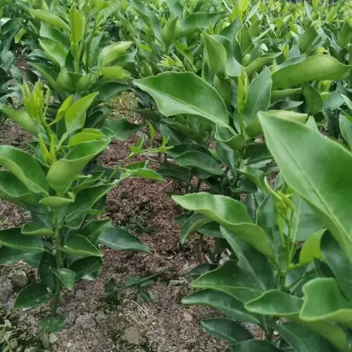 1-3年生红美人柑桔苗