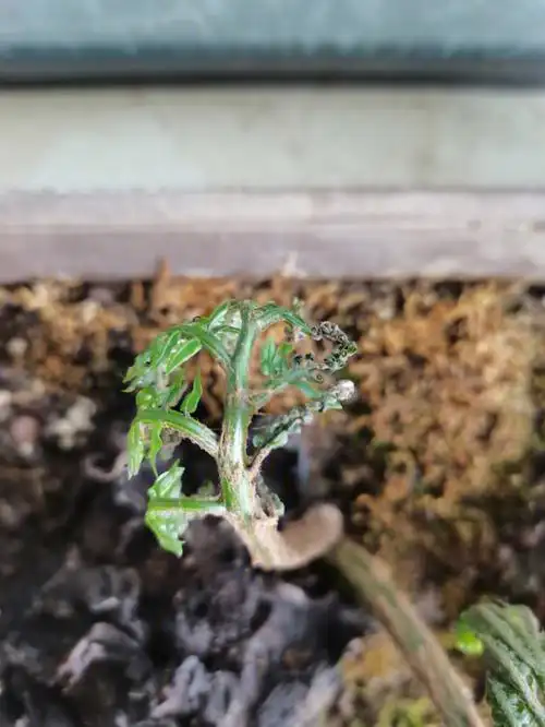 观音莲座蕨焦叶