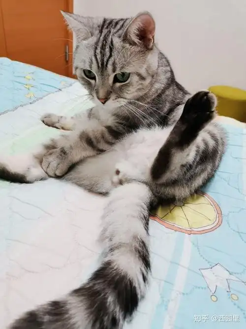 如何区别虎斑英短和美短