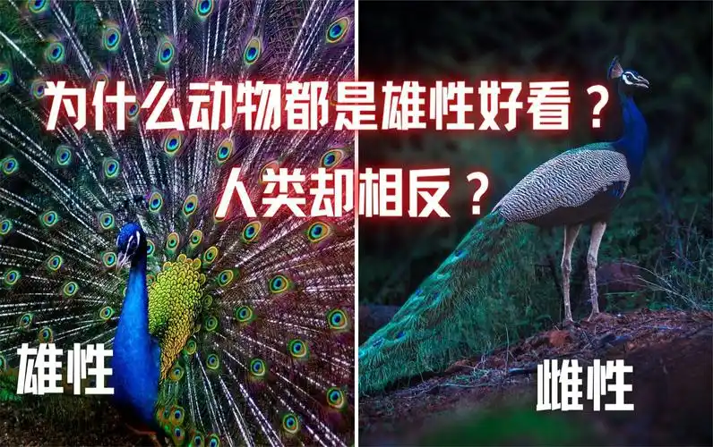 动物界都是雄性比雌性好看,为什么人类恰恰相反?女性更加漂亮?