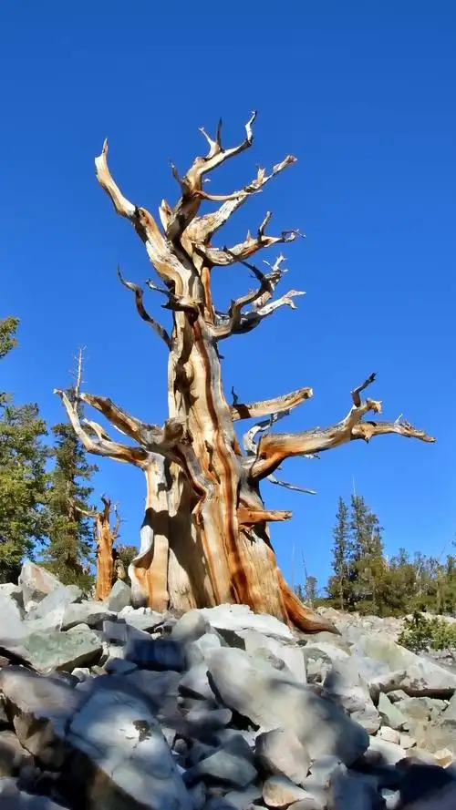 每当遭遇连续干旱,狐尾松有可能转入"睡眠状态":一株生长数千年的狐尾