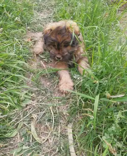 是个小狮子,吓了一跳,仔细一看,把毛都捋顺了才看到小狗的五官,原来是