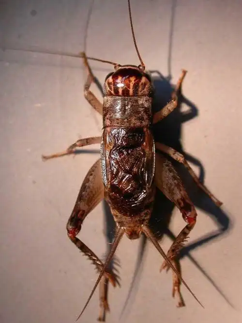 中国蟋蟀网2005年将军风采 - 980499929 - .