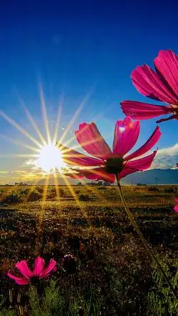 唯美格桑花风景图片免费下载_唯美格桑花风景素材_唯美格桑花风景模板