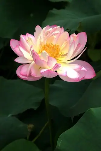 北京圆明园的精品荷花