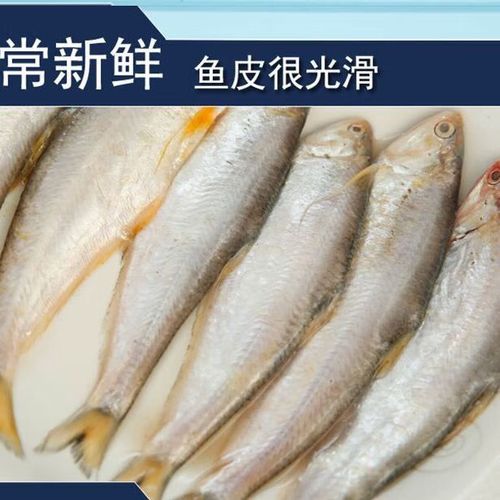 意和旺大黄鲫鱼油扣鱼毛扣鱼黄鲫子鱼实惠海鱼海鲜1/5斤 黄鲫鱼(推荐5