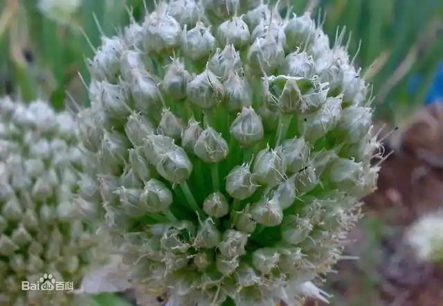 葱实是在夏,秋收集的葱的成熟果实,晒干,搓取种子,簸去杂质.