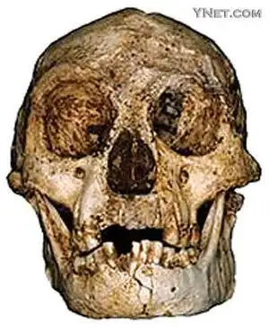 印尼挖出小矮人头骨 成年人身高仅1米