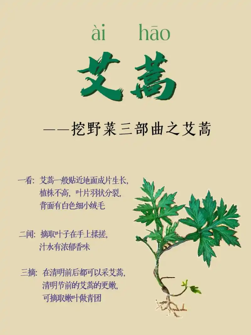 艾蒿图鉴:挖的是野菜,收获的是儿时的快乐.春天爱上了挖野菜, - 抖音
