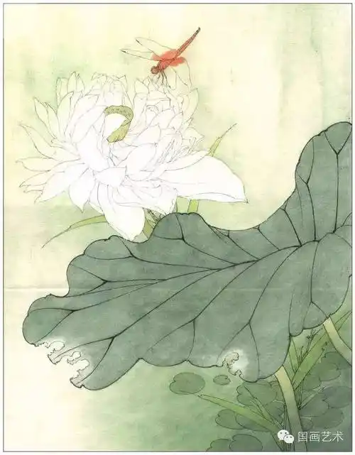 李晓明工笔荷花白描及设色步骤图又学会一招