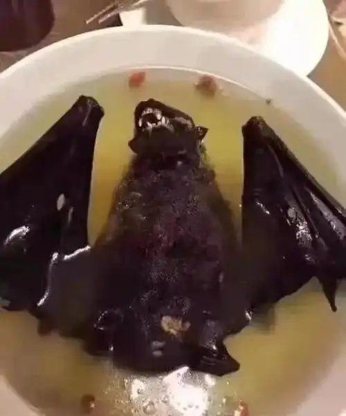 多图慎入吃蝙蝠的怎么能下得去口