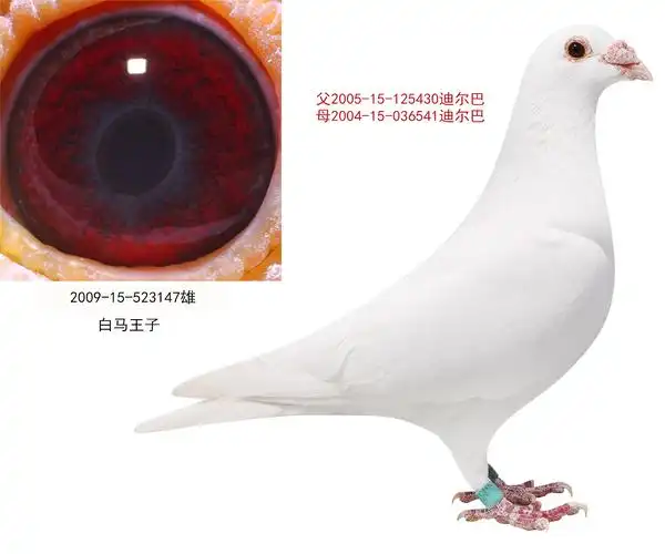 白马王子_山东金鹏鸽业_ag188.com爱鸽商城_中国信鸽信息网
