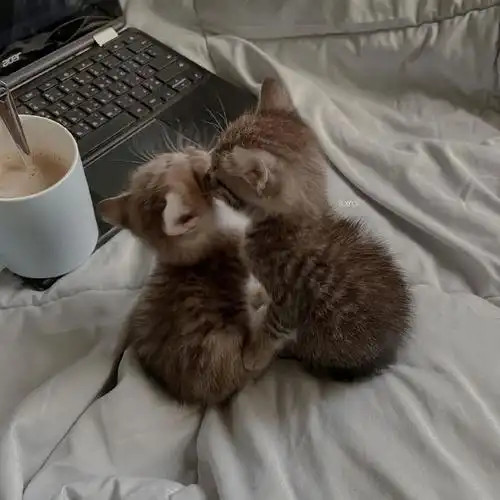 被两只追剧的小猫可爱到了##猫咪是怎样表达爱意的