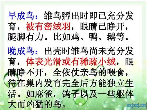 第四节_鸟的生殖和发育ppt