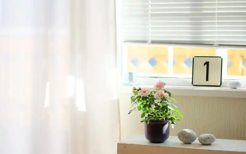 清新文艺的插花,静物写真-回车桌面